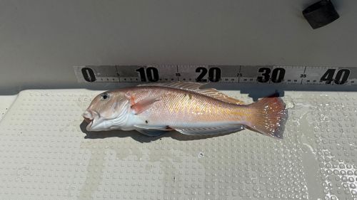 アマダイの釣果