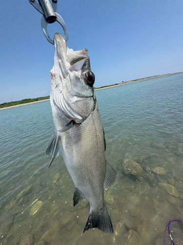 ヒラスズキの釣果