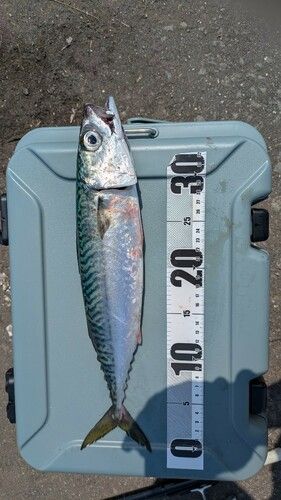 サバの釣果