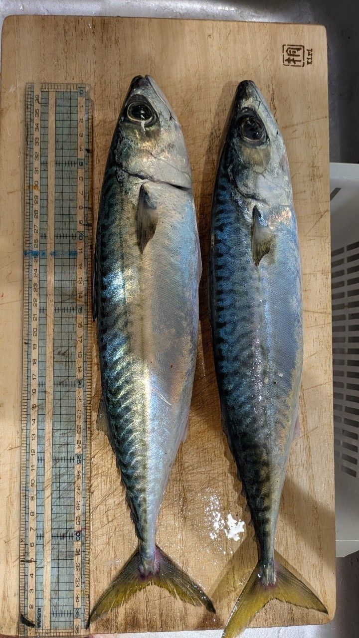 サバ