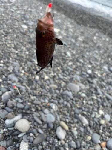 オオモンハタの釣果