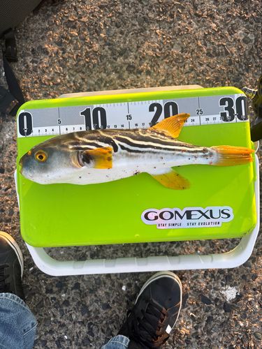 シロサバフグの釣果