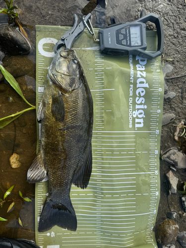 スモールマウスバスの釣果