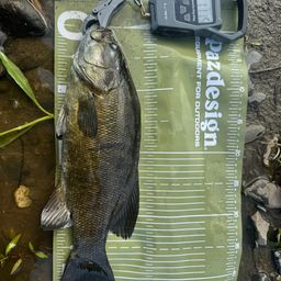 スモールマウスバス