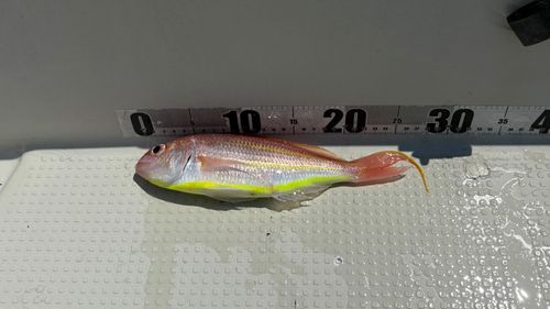 イトヨリダイの釣果
