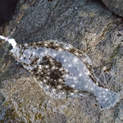 ソゲの釣果