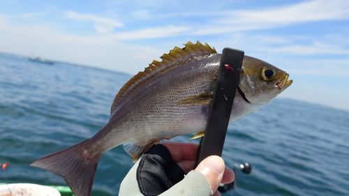 イサキの釣果