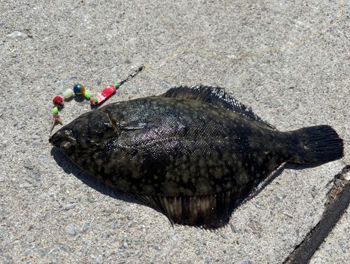 クロガシラガレイの釣果