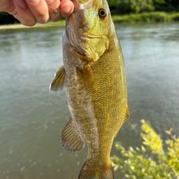 スモールマウスバス