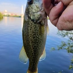 ラージマウスバス