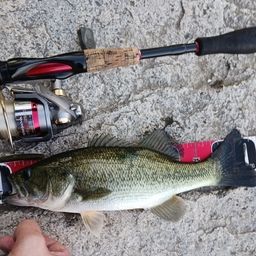 ラージマウスバス