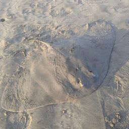 ツバクロエイ