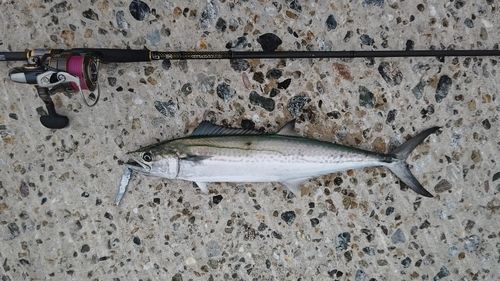 サゴシの釣果