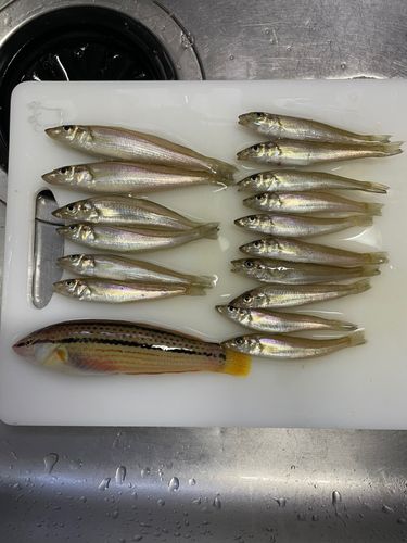 キスの釣果