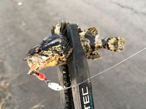 タケノコメバルの釣果