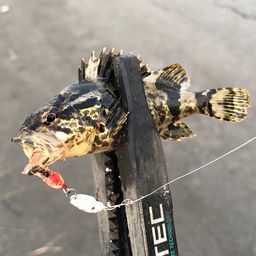 タケノコメバル