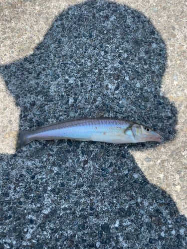 キスの釣果