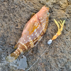 キジハタの釣果