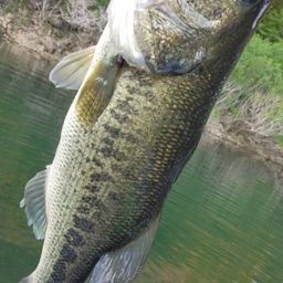 ラージマウスバス