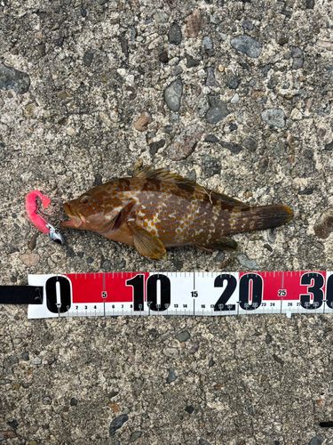 キジハタの釣果