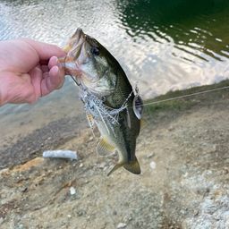 ラージマウスバス