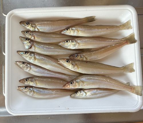 キスの釣果