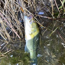 ラージマウスバス