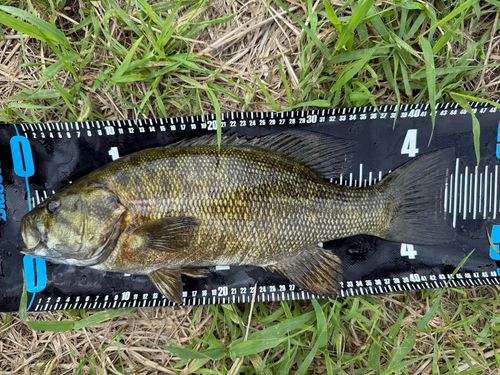 スモールマウスバスの釣果