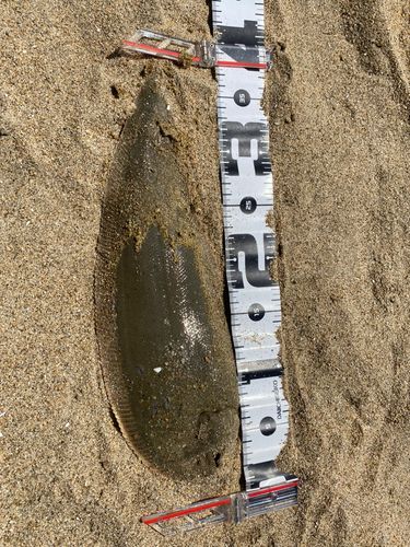 シタビラメの釣果