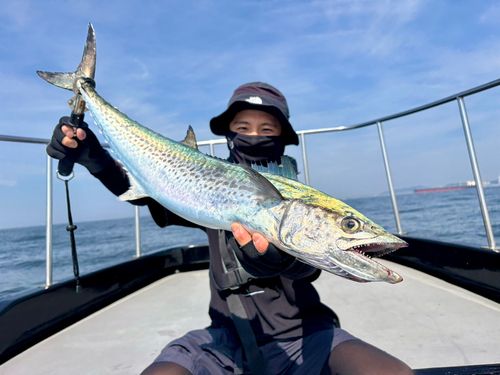 サワラの釣果