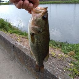 ラージマウスバス