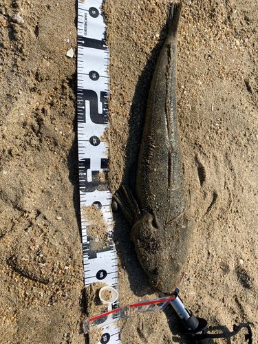マゴチの釣果