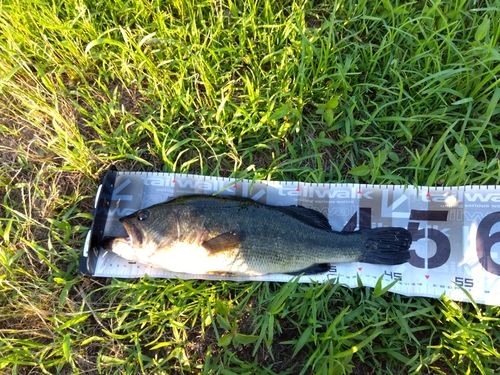 ラージマウスバスの釣果