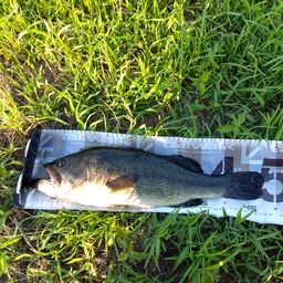 ラージマウスバス