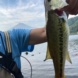 ラージマウスバス