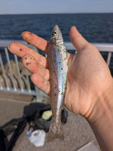 シロギスの釣果
