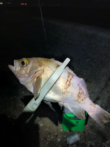 メバルの釣果