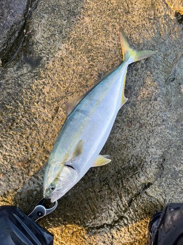 イナダの釣果