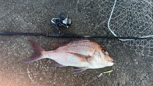 タイの釣果