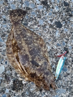 ソゲの釣果