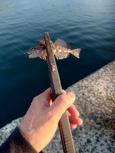 アナハゼの釣果