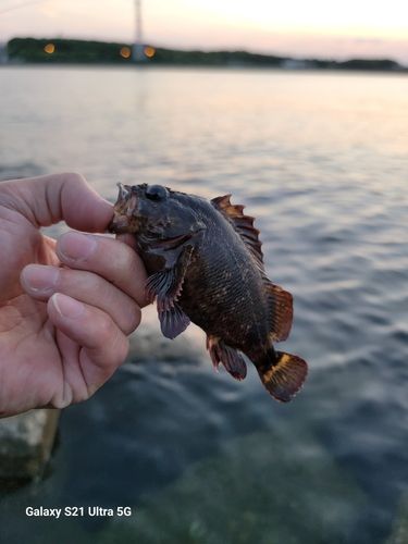 釣果