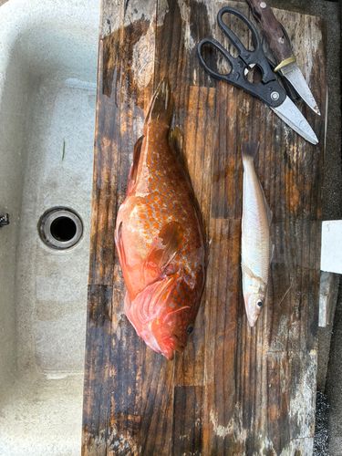 キジハタの釣果