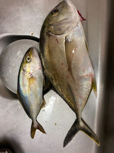 メッキの釣果