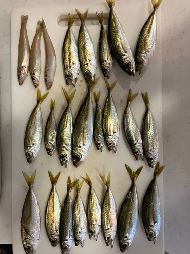 アジの釣果