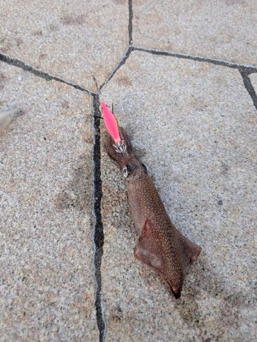 マメイカの釣果