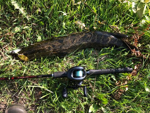 ライギョの釣果