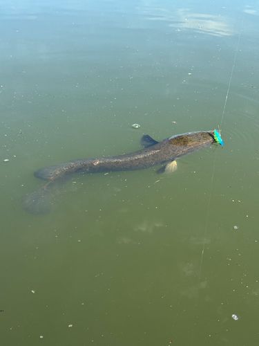 カムルチーの釣果