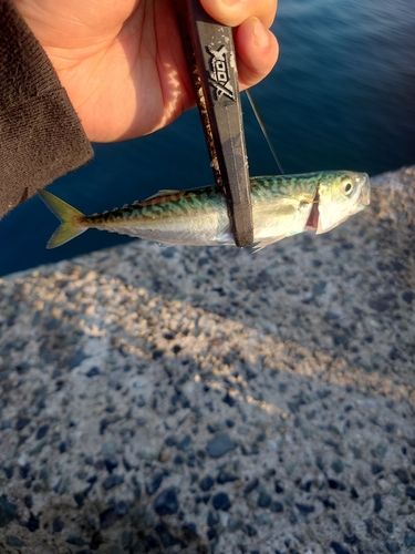 サバの釣果