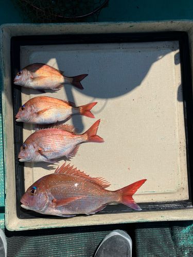 マダイの釣果
